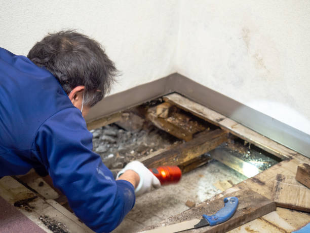 Best Affordable Mold Removal  in Indianola, WA