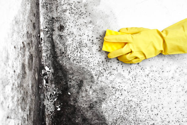 Best Residential Mold Removal  in Indianola, WA