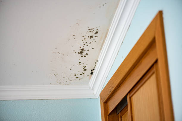 Professional Mold Removal in Indianola, WA