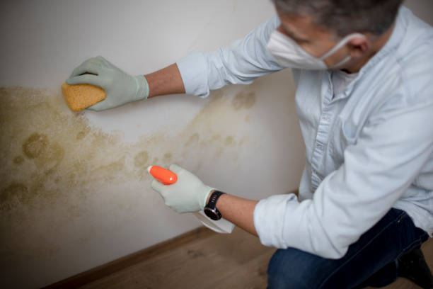 Best Fast Mold Removal  in Indianola, WA
