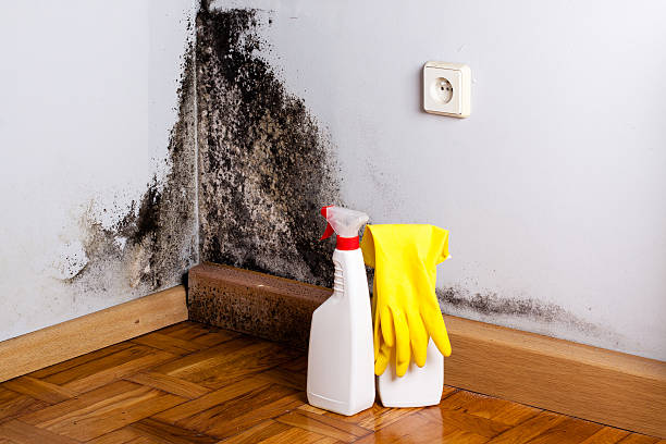 Best Mold Removal Process  in Indianola, WA
