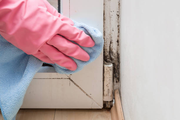 Mold Removal Process in Indianola, WA
