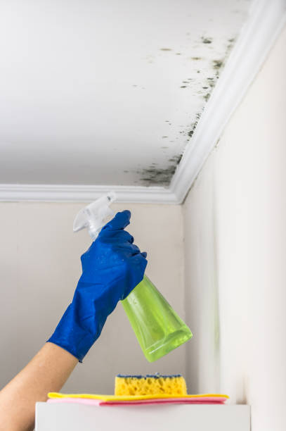 Best Certified Mold Removal  in Indianola, WA
