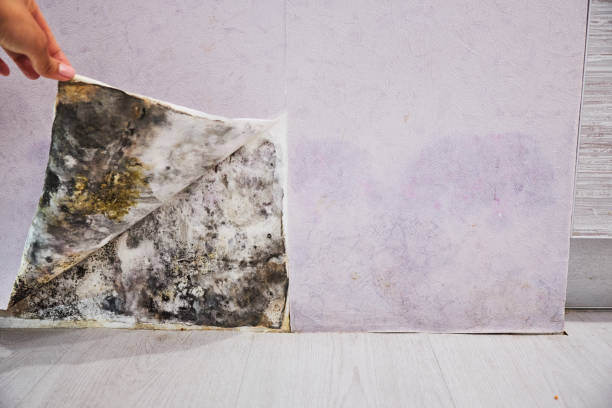 Best Mold Remediation Services  in Indianola, WA